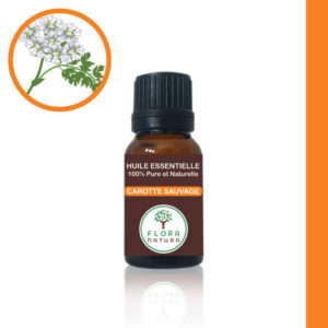 Carotte sauvage Daucus carota Wild carrot جزر برّي