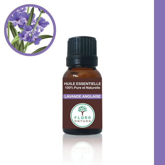 Lavande anglaise Lavandula dentata Lavender خزامة