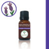 Lavande stoechade Lavandula stoechas Lavender خزامة أو حلحال