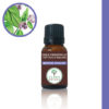Menthe pouliot Mentha pulegium Pennyroyal فليّو