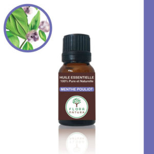 Menthe pouliot Mentha pulegium Pennyroyal فليّو